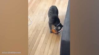 Funny ANIMALS videos 2024 ???? New Funny Cats and Dogs Videos ????????