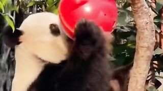 Funny and animals video hd 6