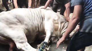 Biggest Brahman Bull Qurbani 2024  Rassi Tor Di Bachre Ne