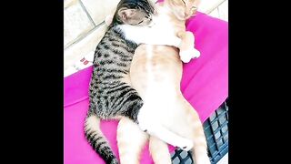 حقائق غريبة عن القطط