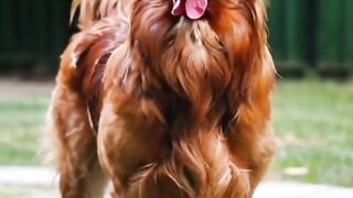 Amazing doog