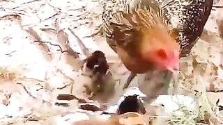 Animils souvage
