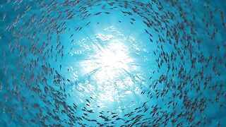 School Of Fish
