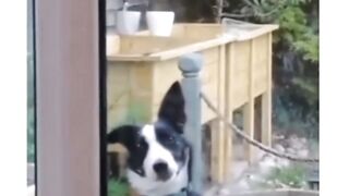 Funny Dogs 3 2