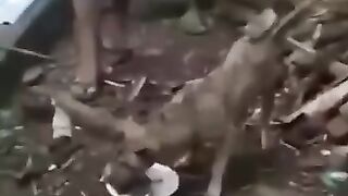 Dogy Amazing#ShortFyp#