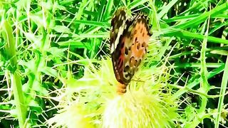 status,status video,status song,status whatsap,beast song,good song,video,natural