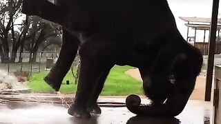 With a proper exercise a healthy elephant can do this...
