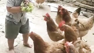 Chicken are teasing the baby.The grapes were all eaten.