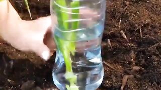 Technique agricole facile et simple à réaliser