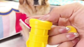 Cute funny doggy❤????