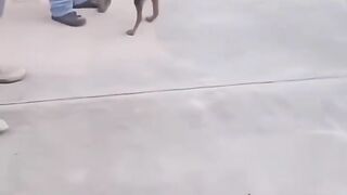 Funny video