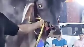 Le taureau le plus cher du monde