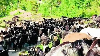 status,status video,status song,status whatsap,beast song,good song,video,natural