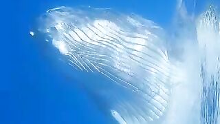 Sbhan allah