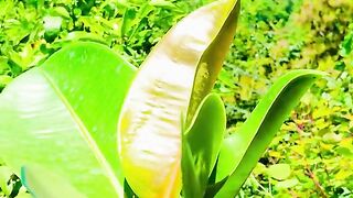 status,status video,status song,status whatsap,beast song,good song,video,natural