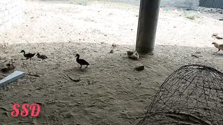 Aj mini zoo kuch parinday azad chor diay
