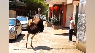 Animal Attack on Human Live Capture In Camera ???????? RB Group