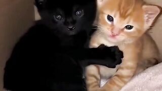 momen terharu kucing bersaudara yang telah ia selamatkan