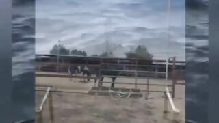 Funny videos 579