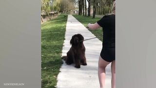When Your Big Dog Thinks He's a Baby! ???? Funny dog videos