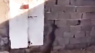 funiest animal dog cat monkey shortsvideo compilation amazing