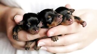 Rottweiler dog ❤️ life journey status ???????????? status
