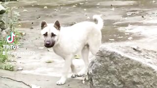 Dancing dog ????