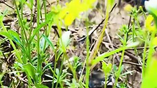 status,status video,status song,status whatsap,beast song,good song,video,natural