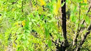 status,status video,status song,status whatsap,beast song,good song,video,natural