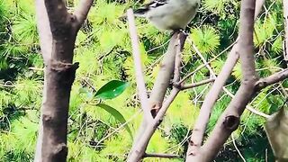 status,status video,status song,status whatsap,beast song,good song,video,natural