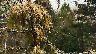 status,status video,status song,status whatsap,beast song,good song,video,natural