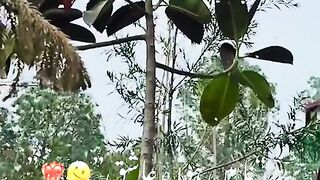 status,status video,status song,status whatsap,beast song,good song,video,natural