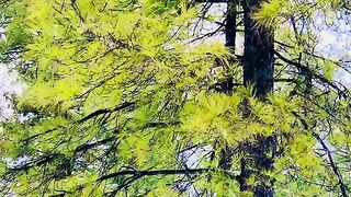 status,status video,status song,status whatsap,beast song,good song,video,natural