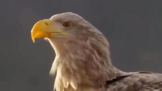 Animal title video