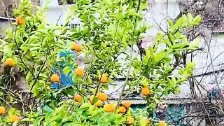 2615,status,status video,status song,status whatsap,beast song,good song,video,natural