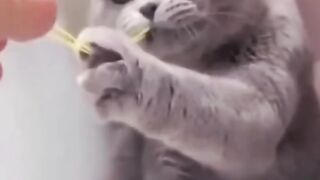 Everything can be cured #Laughing until death will not pay for one's life#funny #cat  cats 2