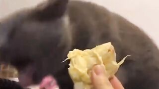 عندما تلتقي قطة متكبرة بإنسان شرير #recordlife #funnyvideo #pets