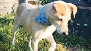Enjoy this cute dog called Lord.