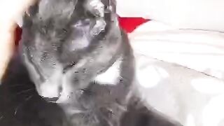 Look at this sweet cat lying cuddled by its owner.