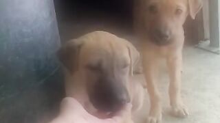 Double cuteness with these two beautiful dogs.