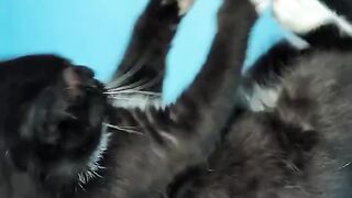 Look at these beautiful kittens.
