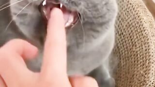 A bunch of funny pets! #pet #funny