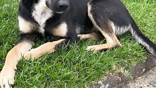 Look at the sweetness of this beautiful dog.
