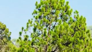 status,status video,status song,status whatsap,beast song,good song,video,natural