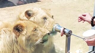Amazing video 202