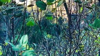 status,status video,status song,status whatsap,beast song,good song,video,natural