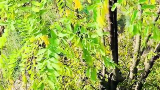 status,status video,status song,status whatsap,beast song,good song,video,natural