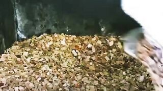 Egg hatching process