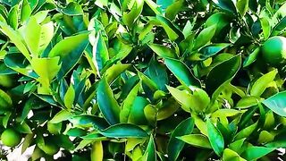 2665,status,status video,status song,status whatsap,beast song,good song,video,natural