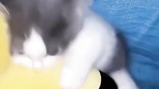 funny cats 41